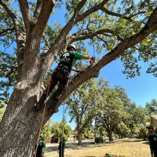 Certified arborist climbing a Kansas City oak tree with chainsaw